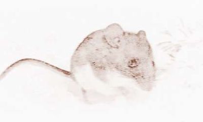 受到五行相克的影响 1984年出生的属鼠人2018年运势不佳！