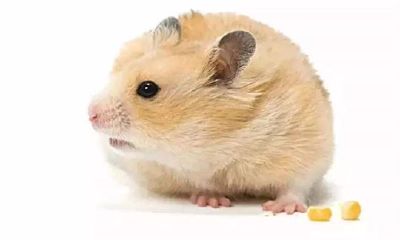 属鼠人在2019年的运势如何