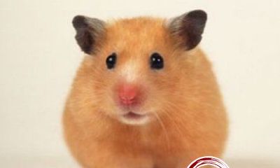 属鼠的今年多大?属鼠的2018年多大?生肖兔的年龄