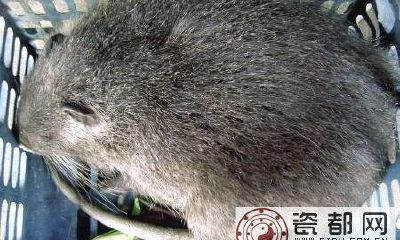 2017生肖五行—鼠