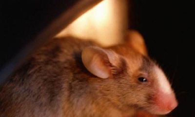 生肖与成语----鼠