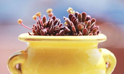 属狗巨蟹座的最佳配偶