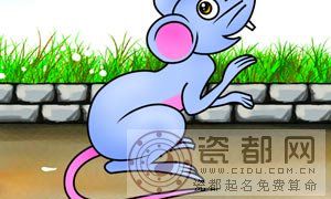 属鼠人出生月的命运 属鼠的几月出生最好