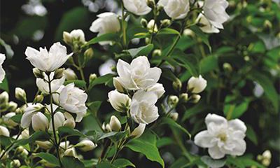 2022壬寅虎年冬季有多少黄道吉日？