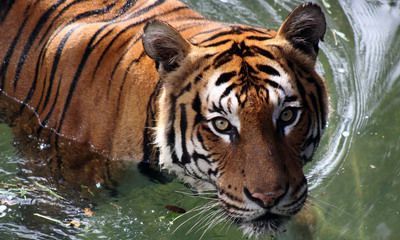 2022虎年五行属什么？2022虎年农历哪个月出生最好？