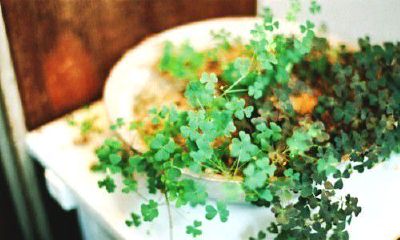 姓有女孩名字大全洋气