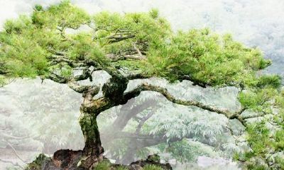 罗汉松预兆着招财旺寿避邪,假如能在办公室有效地摆放一盆