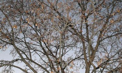 你能在院子前种石榴树吗？