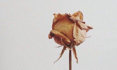 洋气的姓籍女孩名字大全