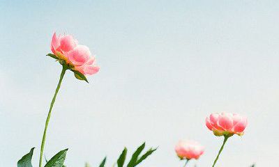 洋气的姓从女孩名字大全