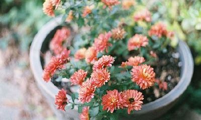 洋气的姓蓬女孩名字大全