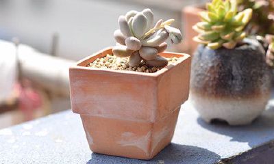 洋气的姓单女孩名字大全