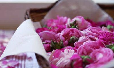 洋气的姓拓拔女孩名字大全