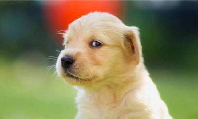 1982狗年出生的人在2018年中运势如何？