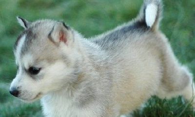 属狗是哪一年出生的，属狗的几月出生最好