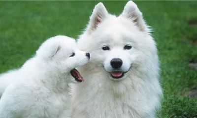 出生于82年属什么？