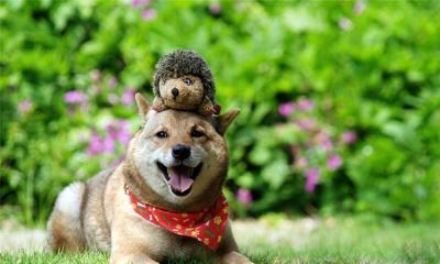 2019年属狗的人今年是几岁