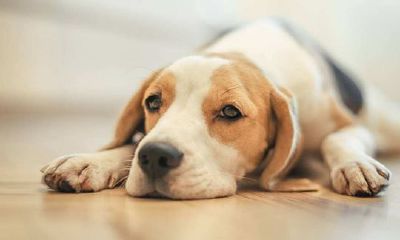 属狗的人和什么生肖最不合