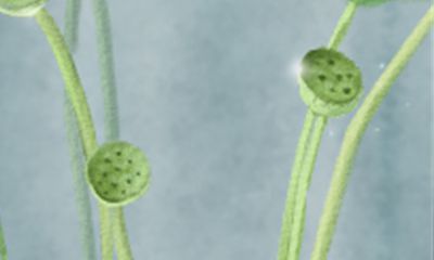 你住口 找着机会就黑别人的生肖