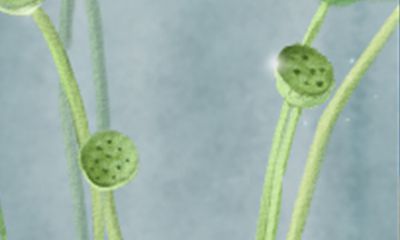 会疯狂在朋友圈炫耀成就的生肖