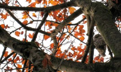 正月初十出生属什么2023年