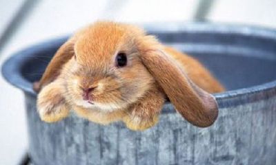 属狗的人养什么颜色的狗（属狗的幸运数字和颜色）