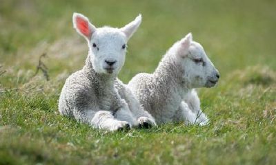 属羊的1979今年多少岁（属羊人43岁79一难）