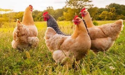 2023年属鸡年龄查询表93年鸡（93年的鸡2023年运势）