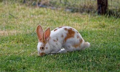 2023年最顺利的生肖是哪些（2023年哪些生肖运气好）