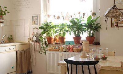 厨房放什么植物风水好（厨房放什么聚财）