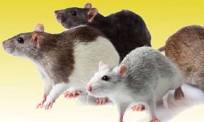 梦见把小老鼠打死了（梦见把老鼠弄死了是什么意思）