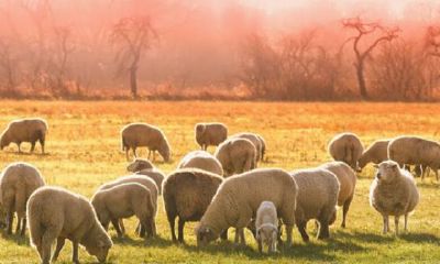 67年羊女2023年的运程（67年属羊人2023年每月运势）
