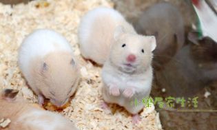 属蛇不能养什么动物（属蛇养什么植物旺财）