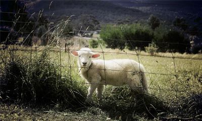 属相六冲六害相破（属鸡的六冲和六害）