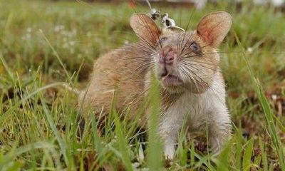 女人梦见很多大老鼠什么征兆（女人梦见老鼠预示着什么）