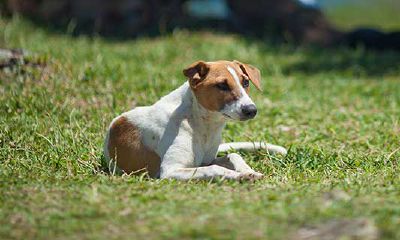 属狗的人应该养什么植物（属狗的养什么植物比较好）