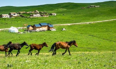 属马六月出生好吗（属马6月出生的人命运怎么样）