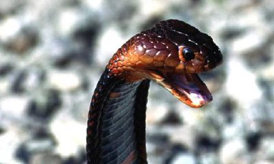 周公解梦大全查询梦见蛇进屋（准爸爸梦见蛇周公解梦）