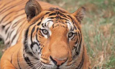 2023年属狗中考理想吗（属狗的人2023年的学业运势）