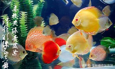 塔罗斯七彩神仙鱼有栋线吗（野生塔罗斯七彩神仙鱼）