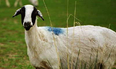 属羊的成功人士有哪些现代（属羊的领袖有哪些）