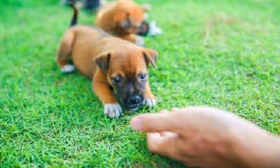 做梦梦到被很多狗追着咬什么征兆（梦见狗想咬我但没咬到）