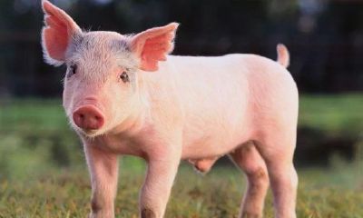 95年属猪男婚配（1995年属猪的男孩最佳配偶）