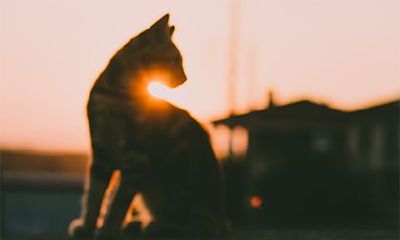 猫在门口拉屎什么预兆（猫进家里是什么预兆）