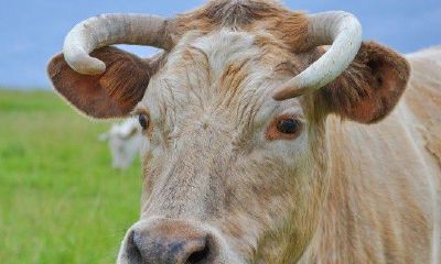 属牛二月生人（属牛二月出生好不好）