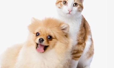 属狗男孩最吉利的小名（男孩属狗取什么名字好）