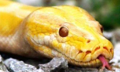 梦见很多黑色的大蛇（梦见一条黑色的大蛇）