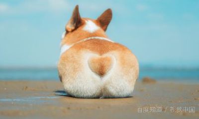 女狗嫁男猪财运好不好（属狗男猪女适合做夫妻吗）