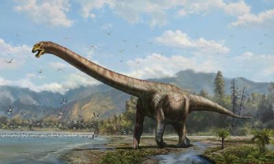 属马的是什么恐龙（1966年属马的是什么命）