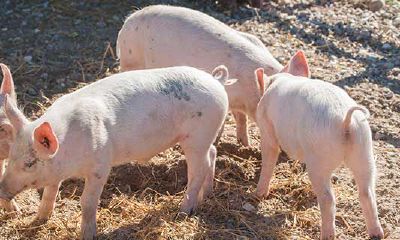 属猪的女人晚年会好吗（属猪女为什么吸引异性）